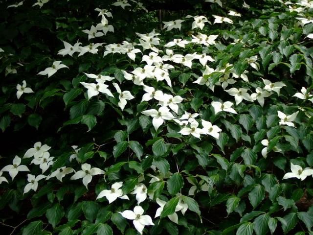 神代植物公園