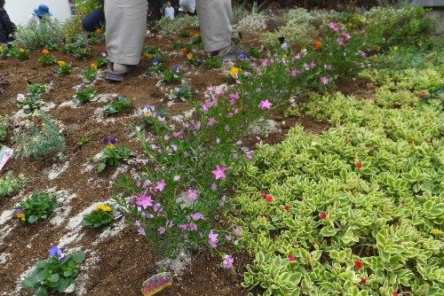 大阪府立貝塚南高等学校で植え込みしておりました。