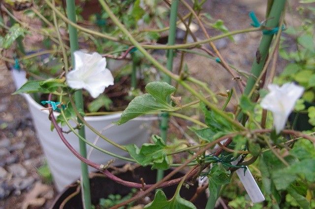 百日朝顔125日目