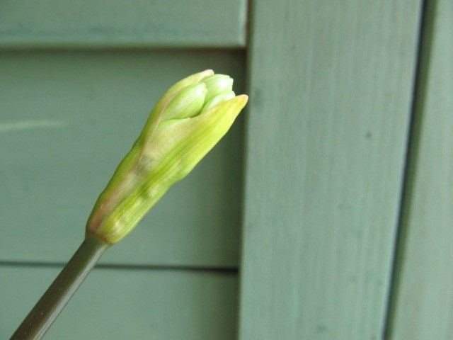 緑の花