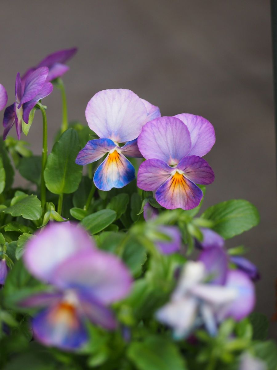 ブルー系のお花②