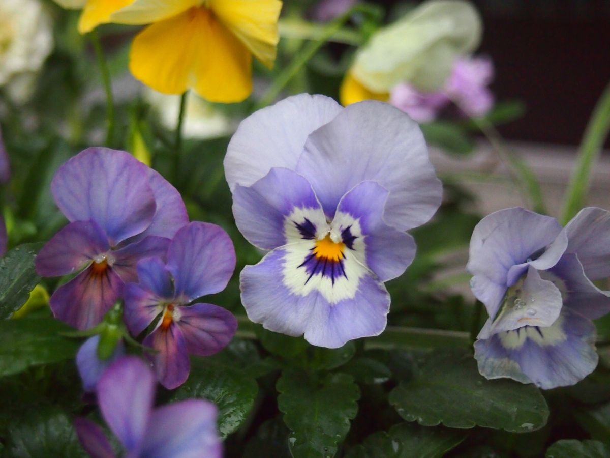 ブルー系のお花②