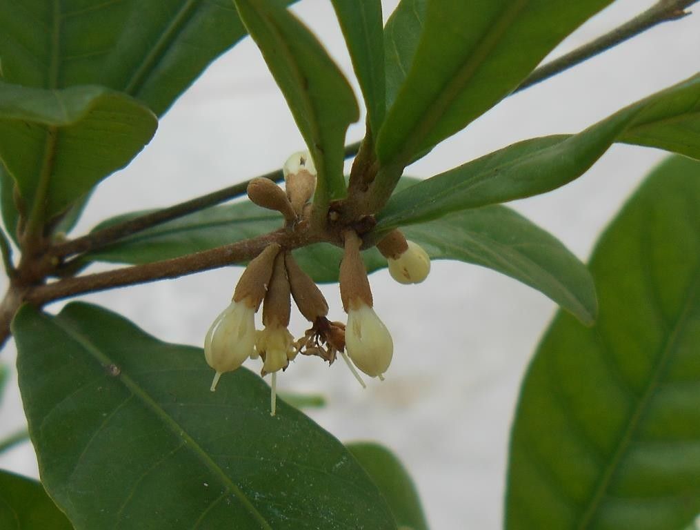 ミラクルフルーツ、初めての開花