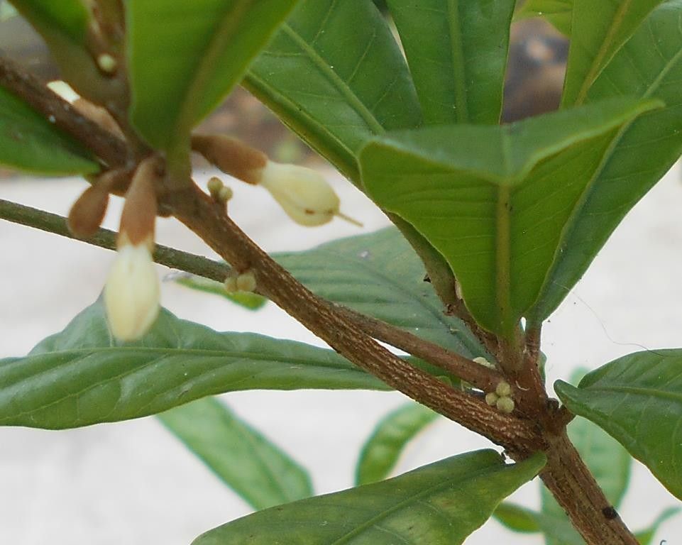 ミラクルフルーツ、初めての開花