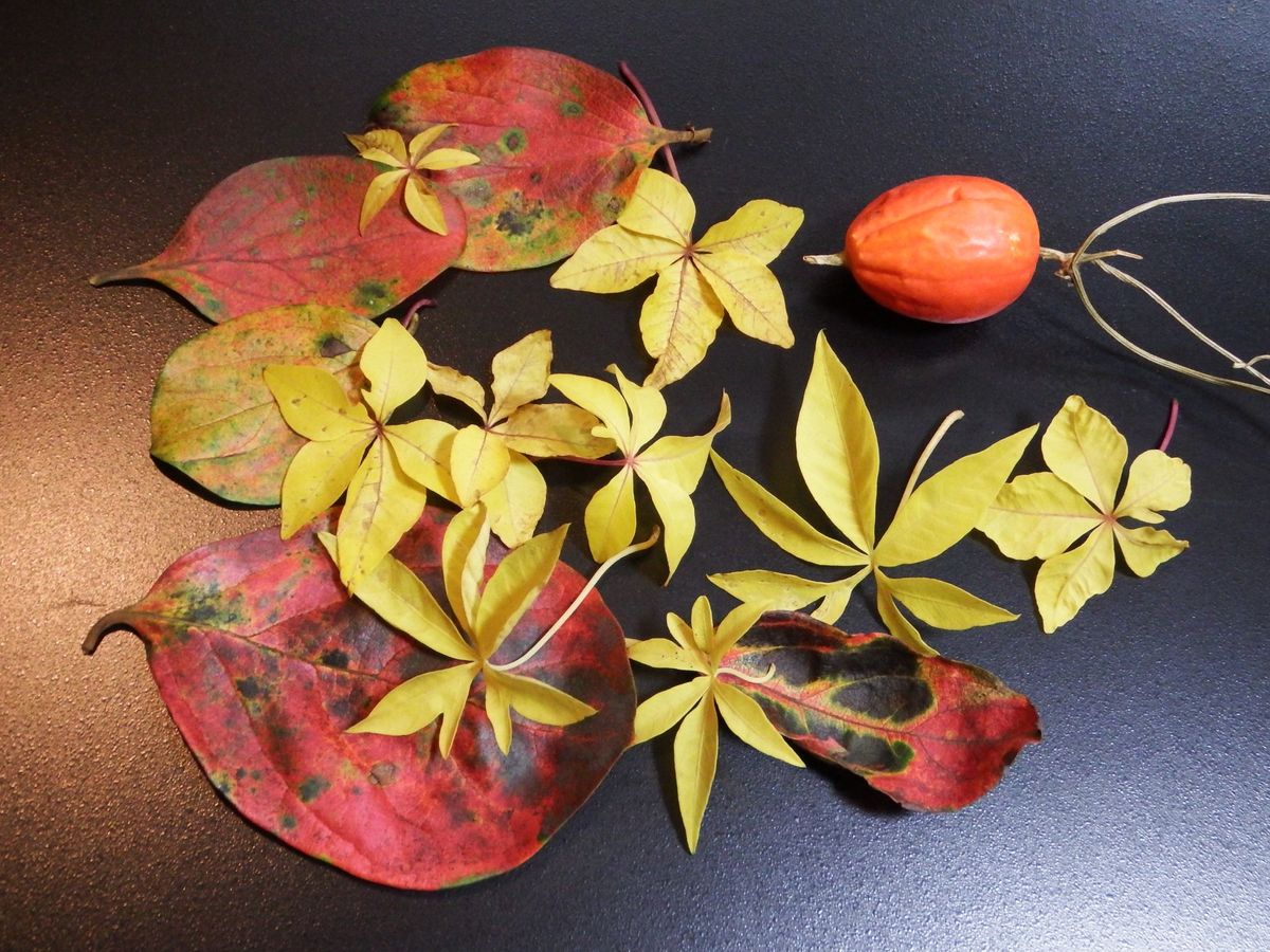 黄葉モミジバアサガオの落ち葉