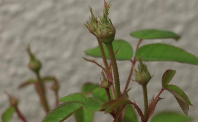 失意の薔薇、紫玉