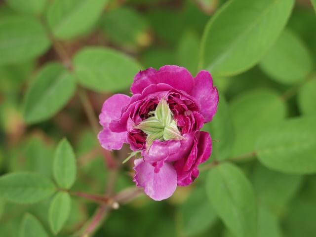 失意の薔薇、紫玉