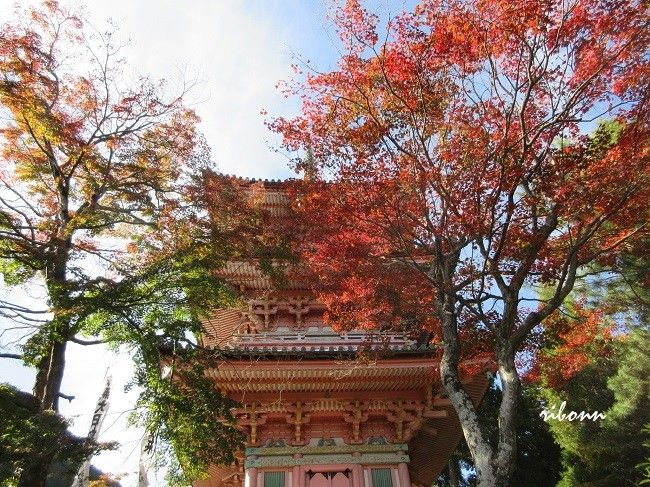 今年は紅葉があまり期待できないかな