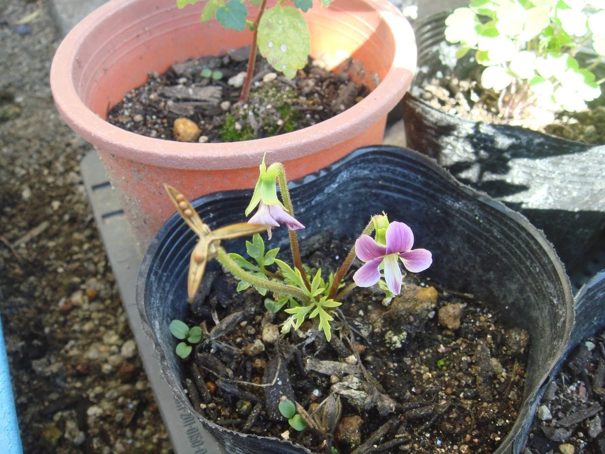 多肉の花　秋