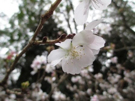 桜咲く