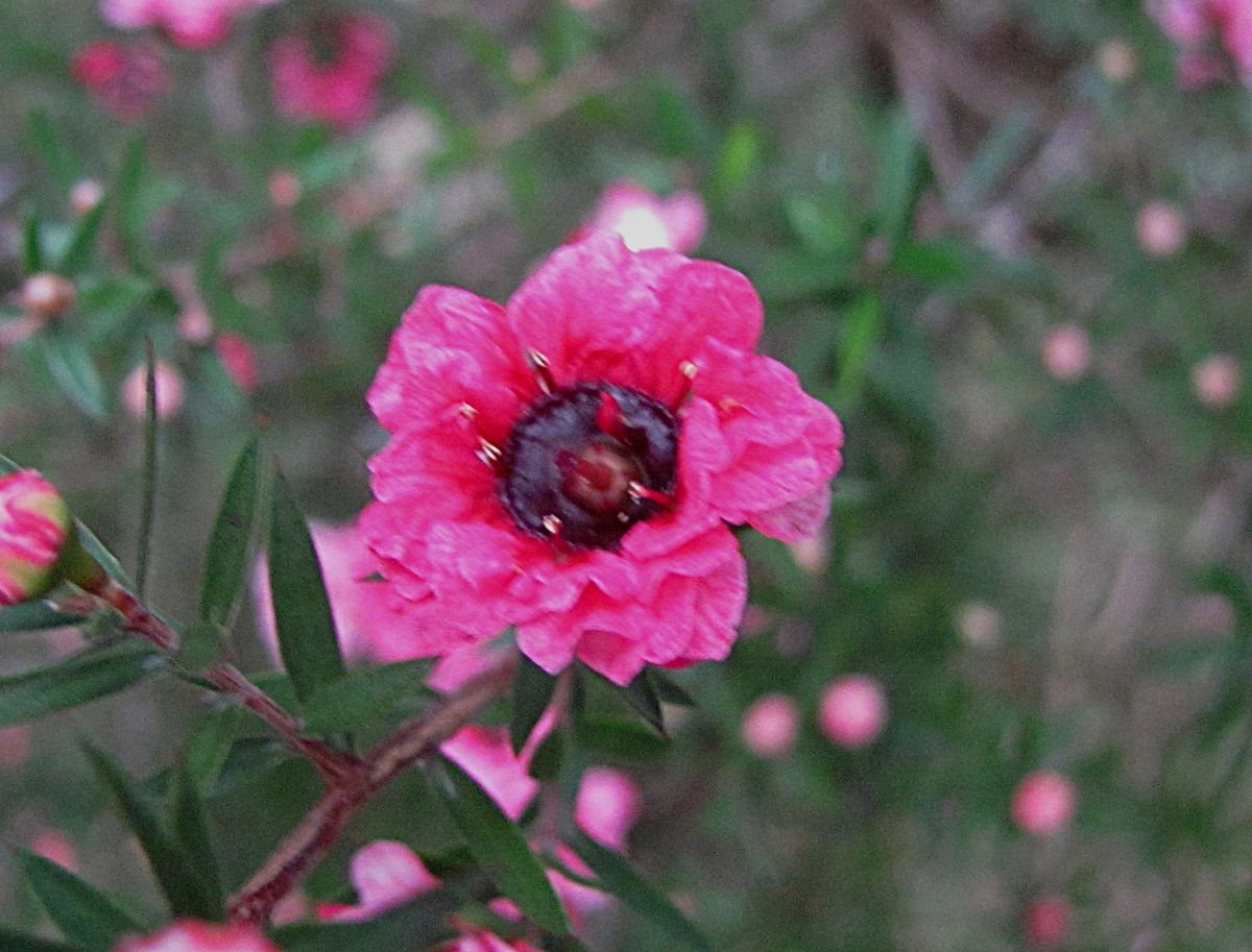 小花のつどい