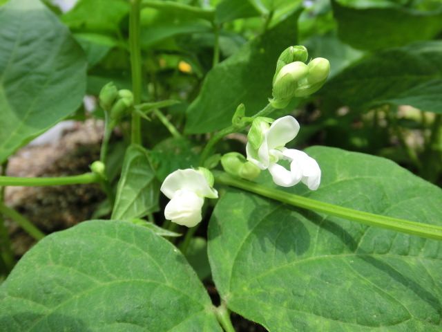 野菜の成長