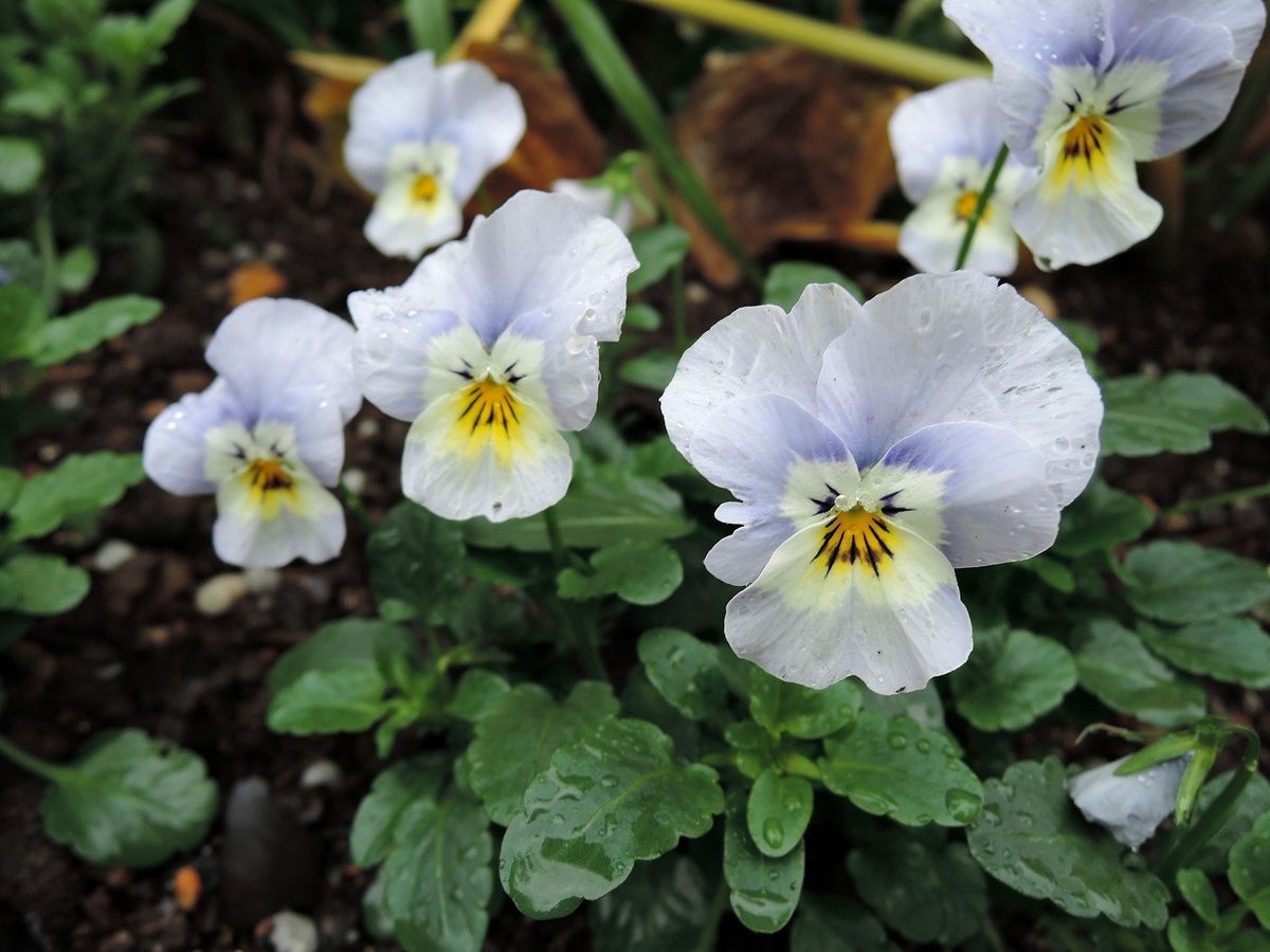 愛らし花模様