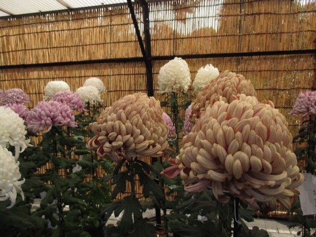 調布の菊花展+オマケ。