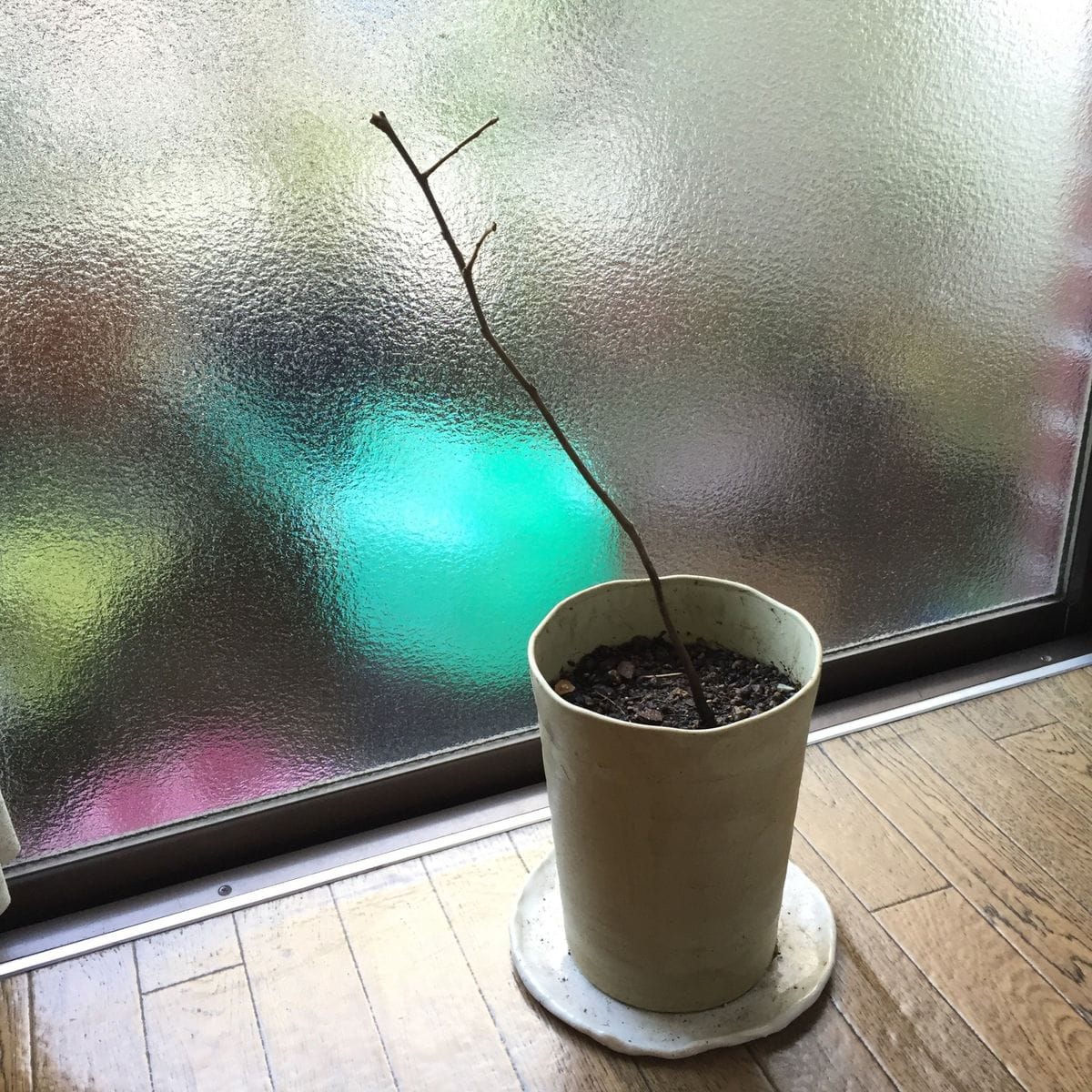 柿の植え替え