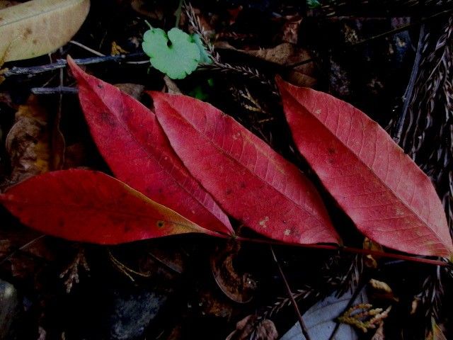 紅葉を楽しむのはこの時期が一番。