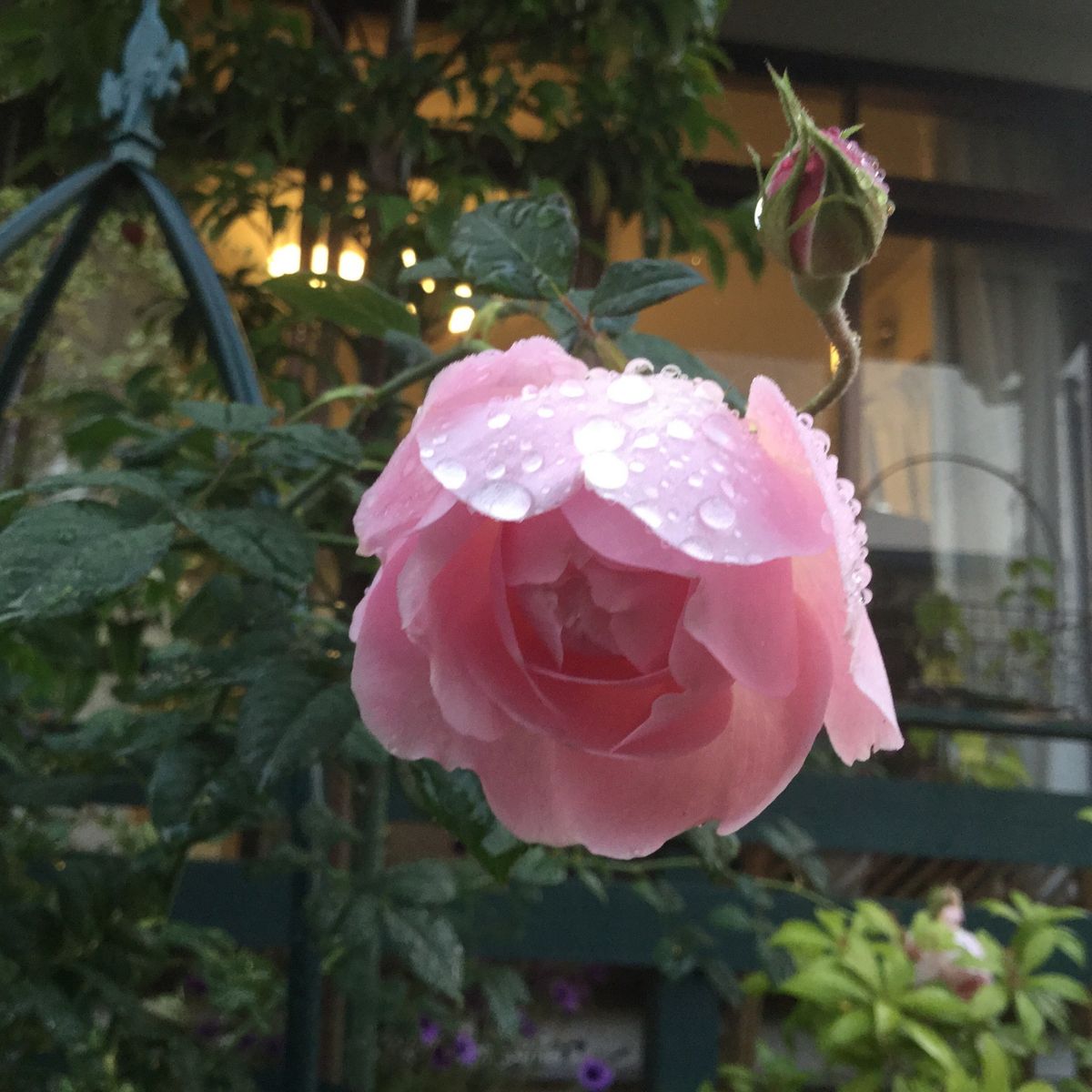 今朝の薔薇  セプタードアイル    朝露と濃霧  今日は午後から雨の予報です。