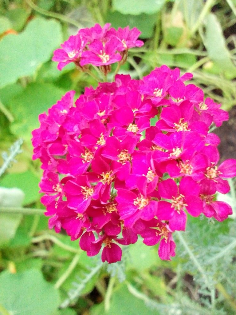 山茶花☆コトネアスター☆アキレア