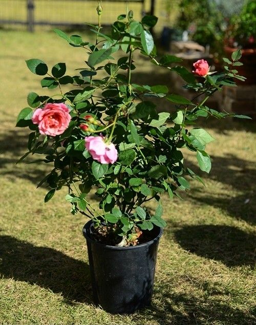 開花鉢植えバラの植え替え