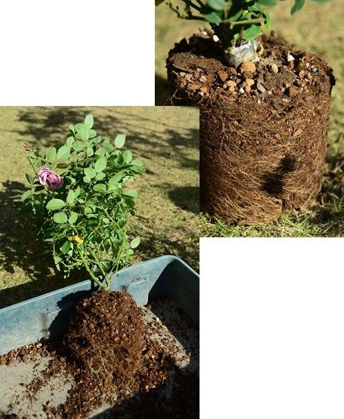 開花鉢植えバラの植え替え