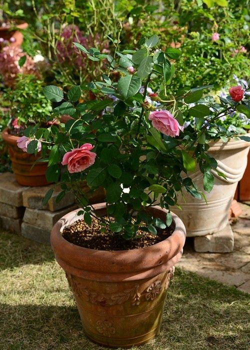 開花鉢植えバラの植え替え 園芸日記by有島 薫 みんなの趣味の園芸