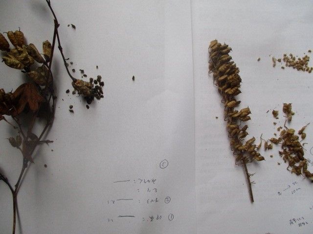 野球のことはきっぱり忘れて、種とり、植え替え！