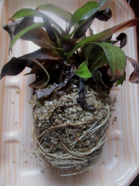 野球のことはきっぱり忘れて、種とり、植え替え！