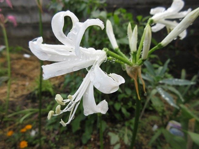 ネリネ　パトリシアと最後の花かな