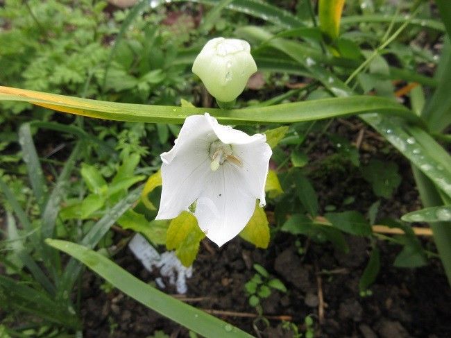 ネリネ　パトリシアと最後の花かな