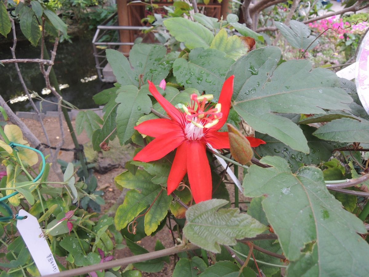 咲くやこの花館に行って来ました。