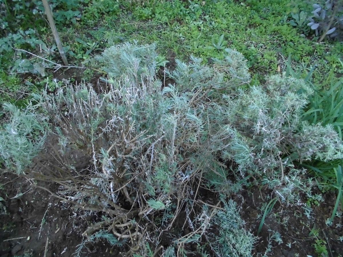 今日も大型植物の移動