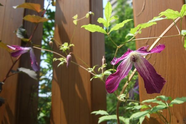 花柄摘みに行きました