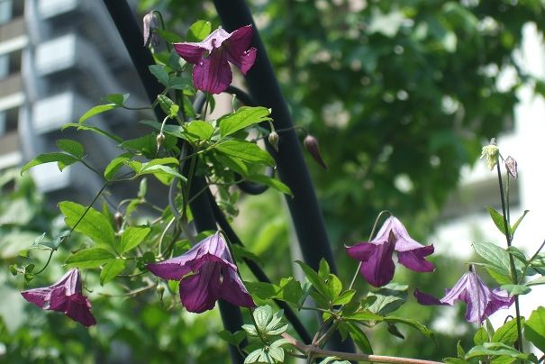 花柄摘みに行きました