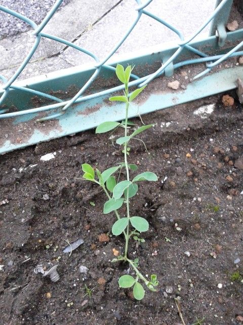 小雨のＲＰＣ～大きくなった物小さくした物～