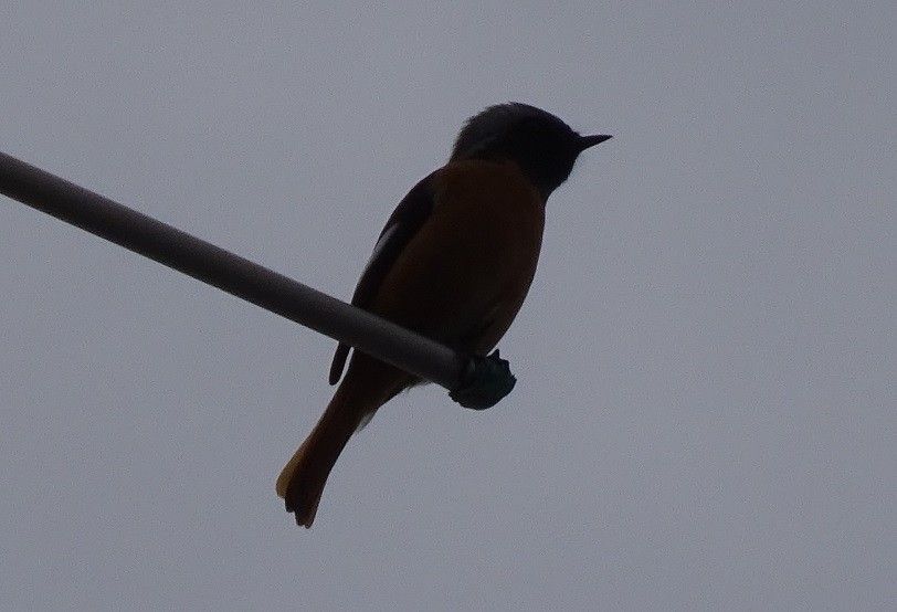 鳥が来た　②