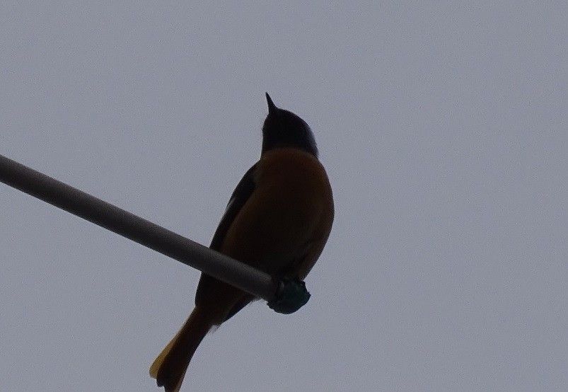 鳥が来た　②