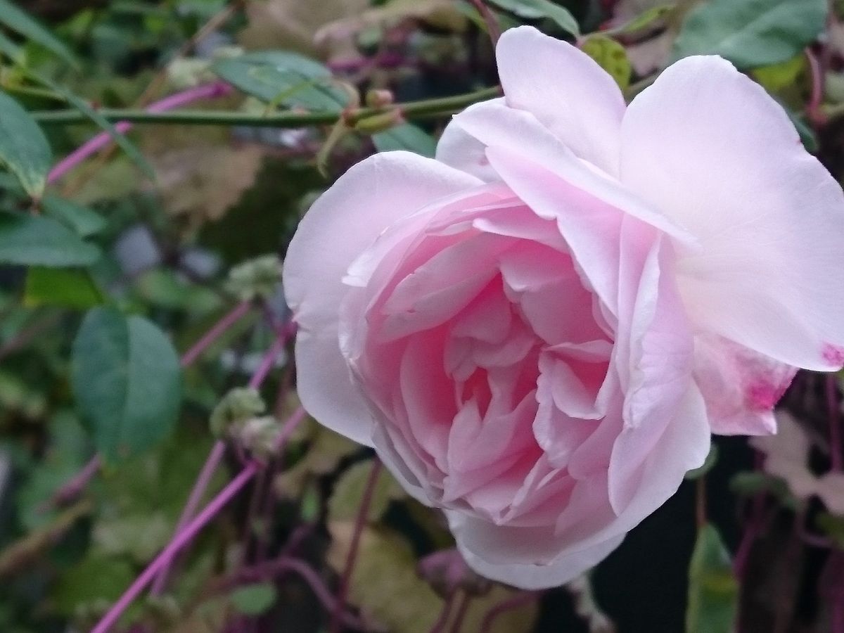 ヒュームズブラッシュティー、満開に🌹