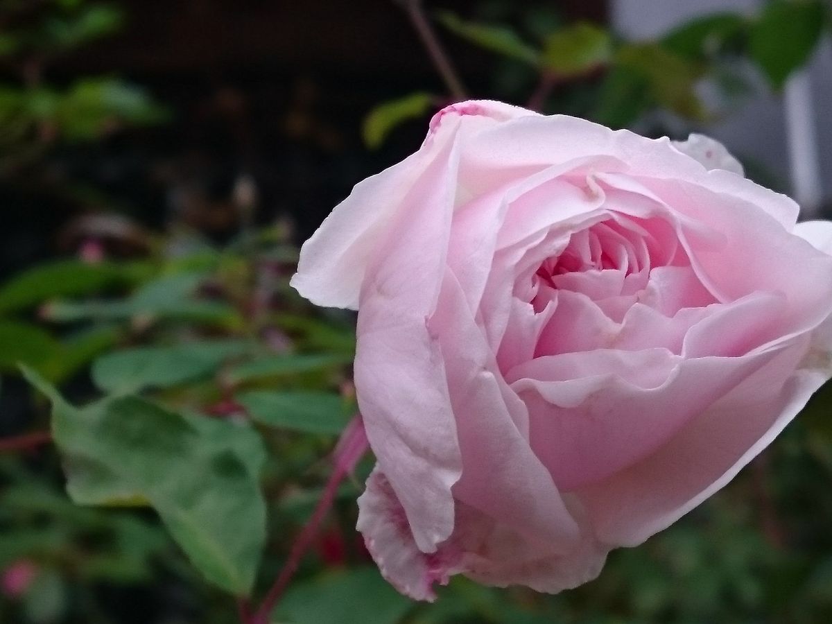 ヒュームズブラッシュティー、満開に🌹