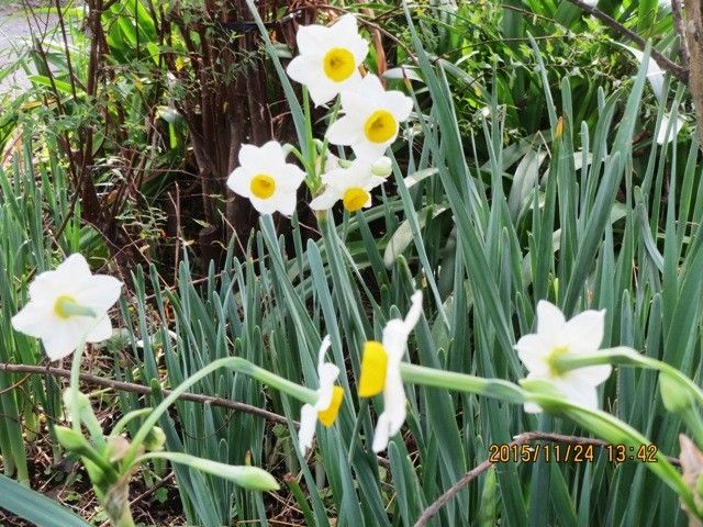 我が家も冬の花が咲きました