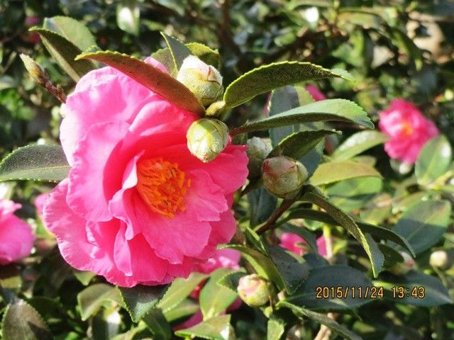 我が家も冬の花が咲きました