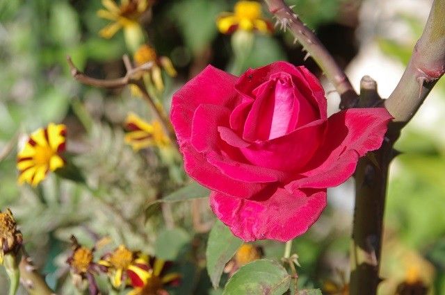 晴れた日の庭の花