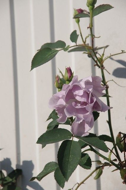 晴れた日の庭の花