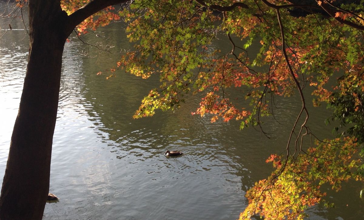 七ツ洞公園  紅葉とカルガモ