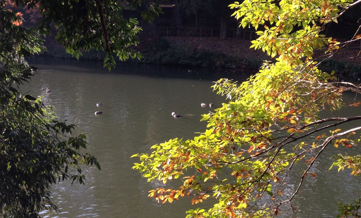 七ツ洞公園  紅葉とカルガモ