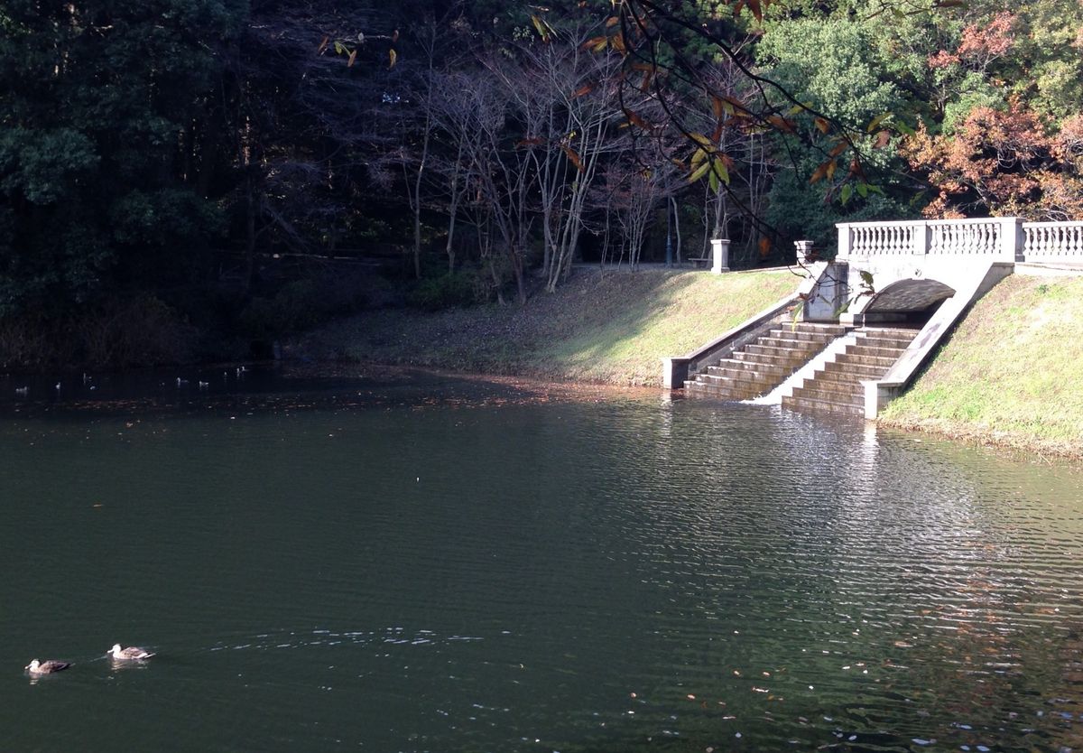 七ツ洞公園  紅葉とカルガモ