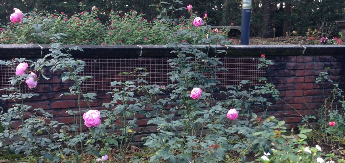七ツ洞公園  薔薇とガーデン