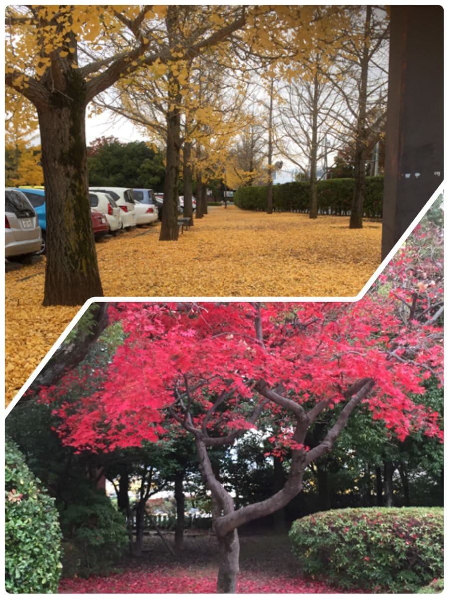 晩秋の芸術をお庭で