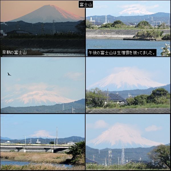 富士山と野鳥