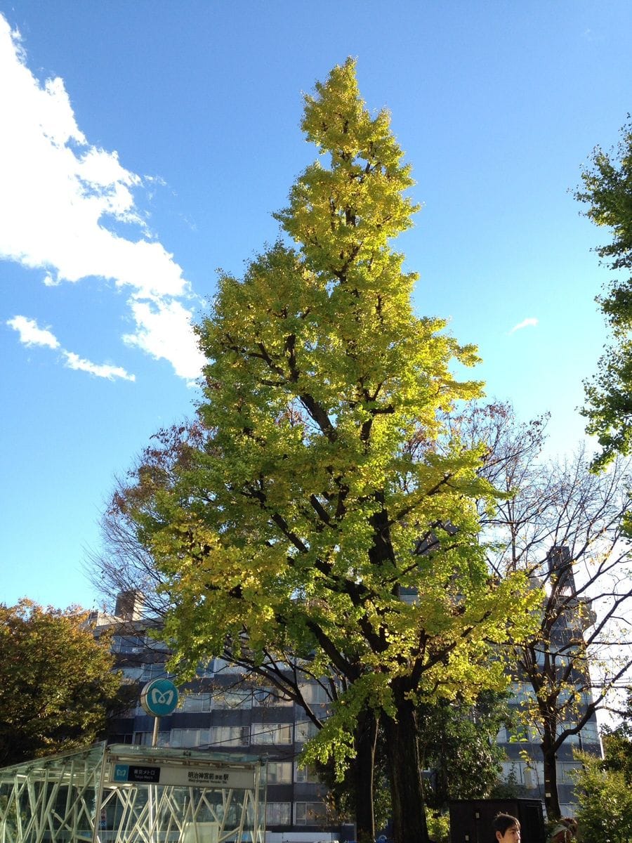 六義園再びと懐かしの表参道