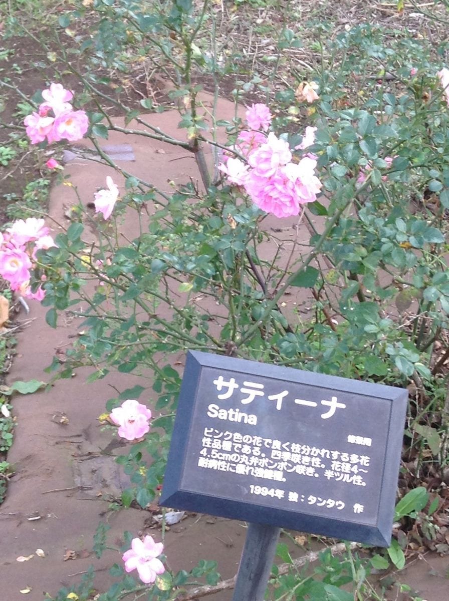 冬でも咲いてた薔薇…名前が？